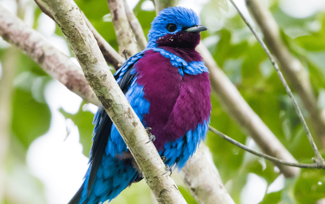 burung banded cotinga