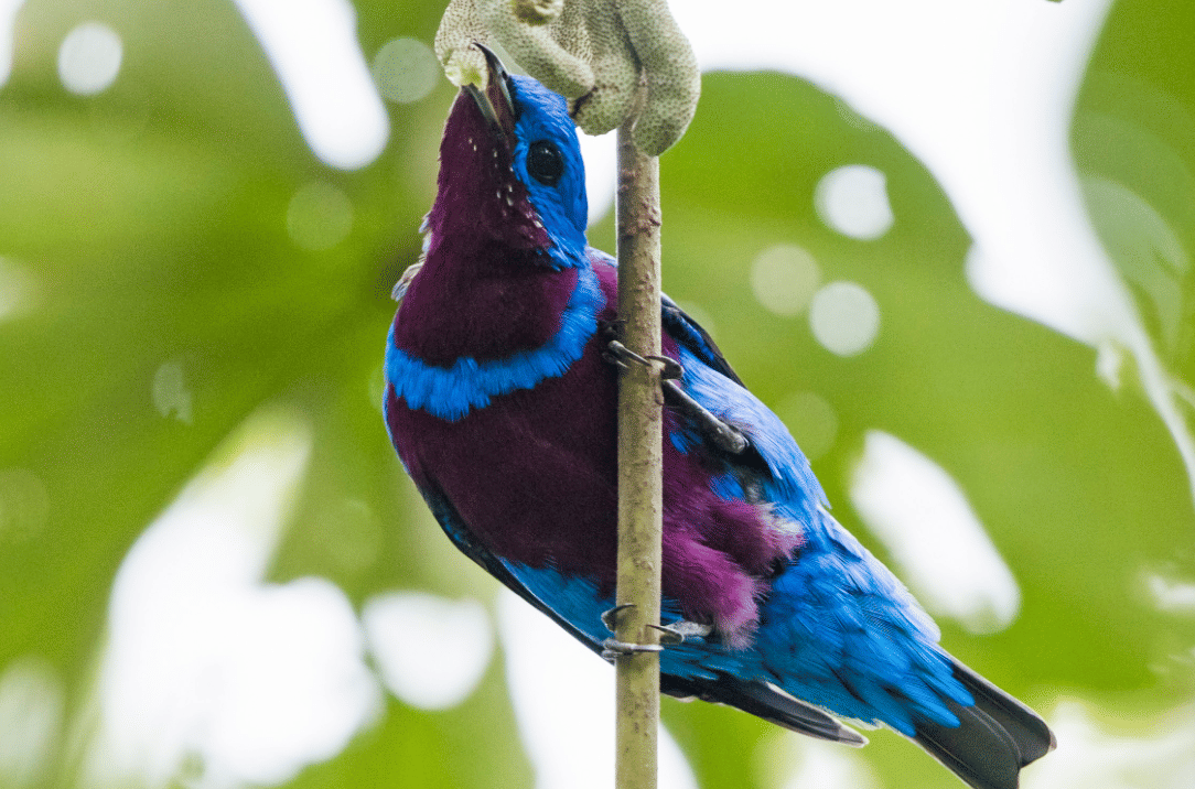 burung banded cotinga