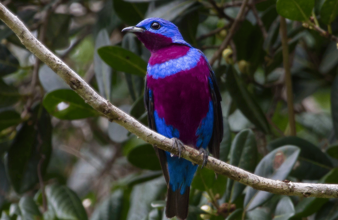 burung banded cotinga