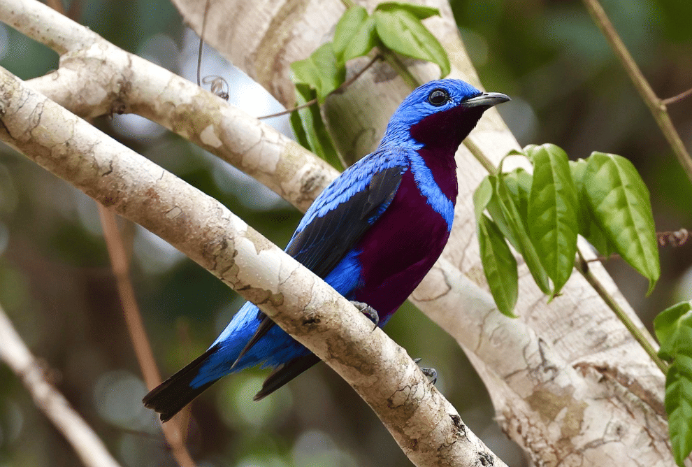 burung banded cotinga
