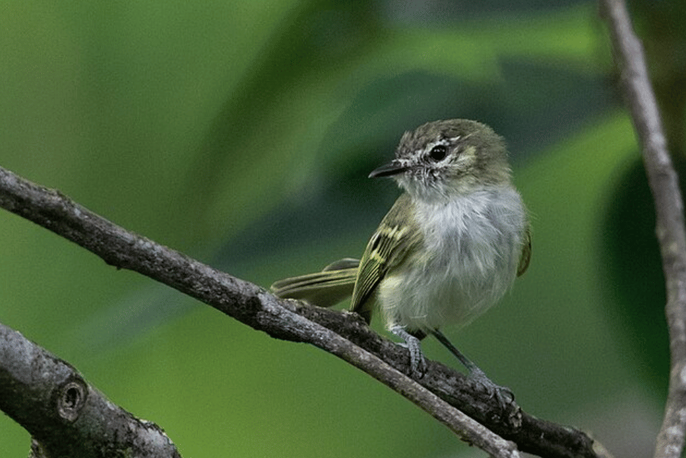 burung alagoas tyrannulet