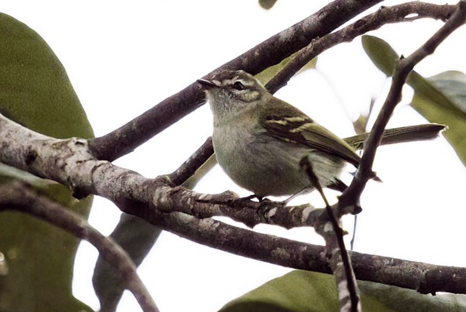 burung alagoas tyrannulet 