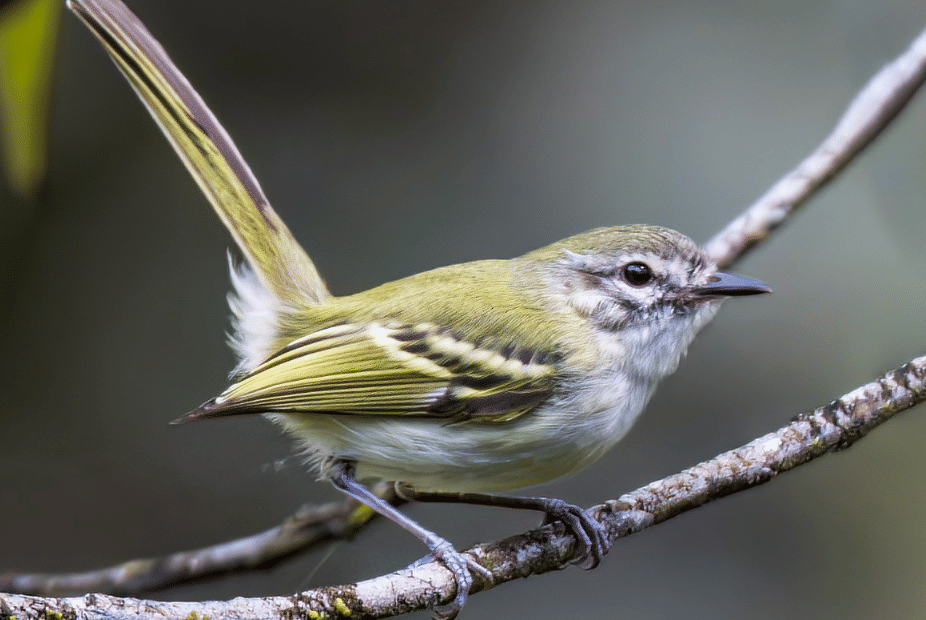 burung alagoas tyrannulet