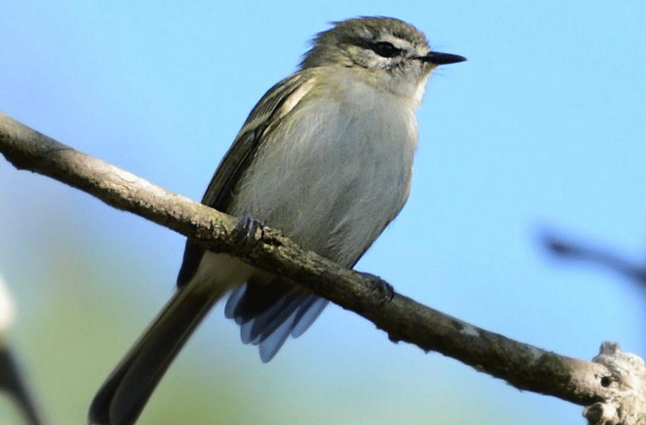 burung alagoas tyrannulet