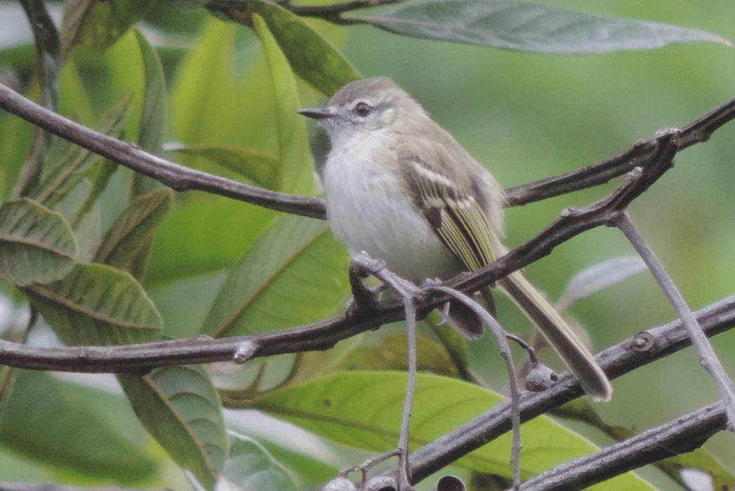 burung alagoas tyrannulet 