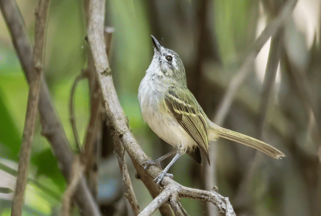 burung alagoas tyrannulet