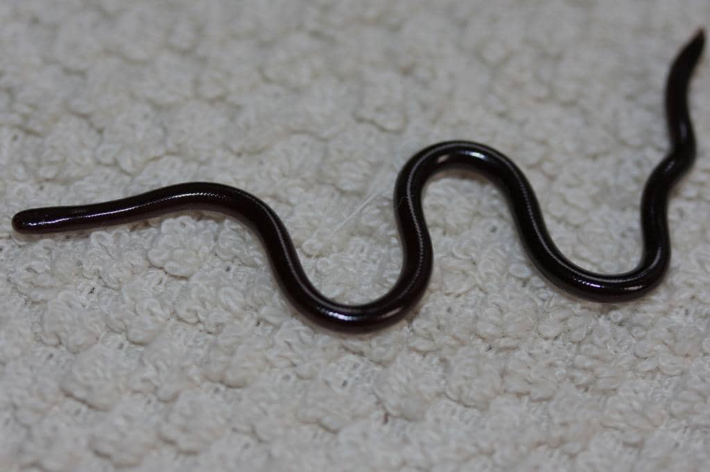 Common_Blind_Snake_(Ramphotyphlops_braminus)_鉤盲蛇1.jpg
