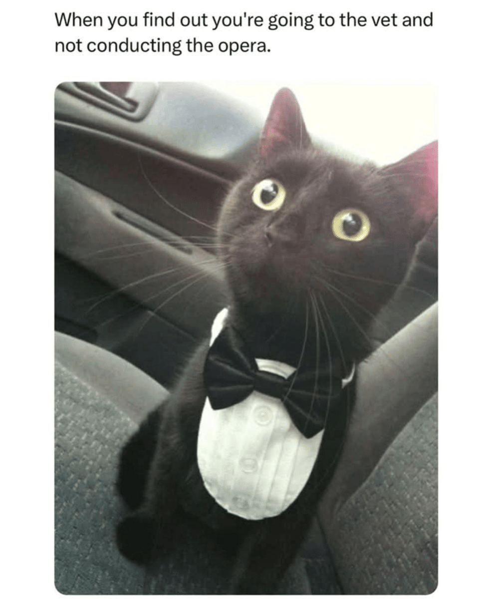 meme kucing dibawa ke dokter hewan