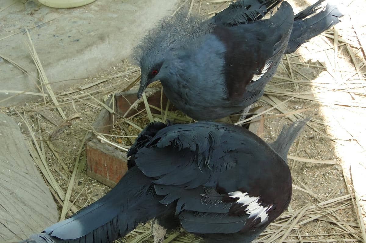Burung Mambruk Ubiaat