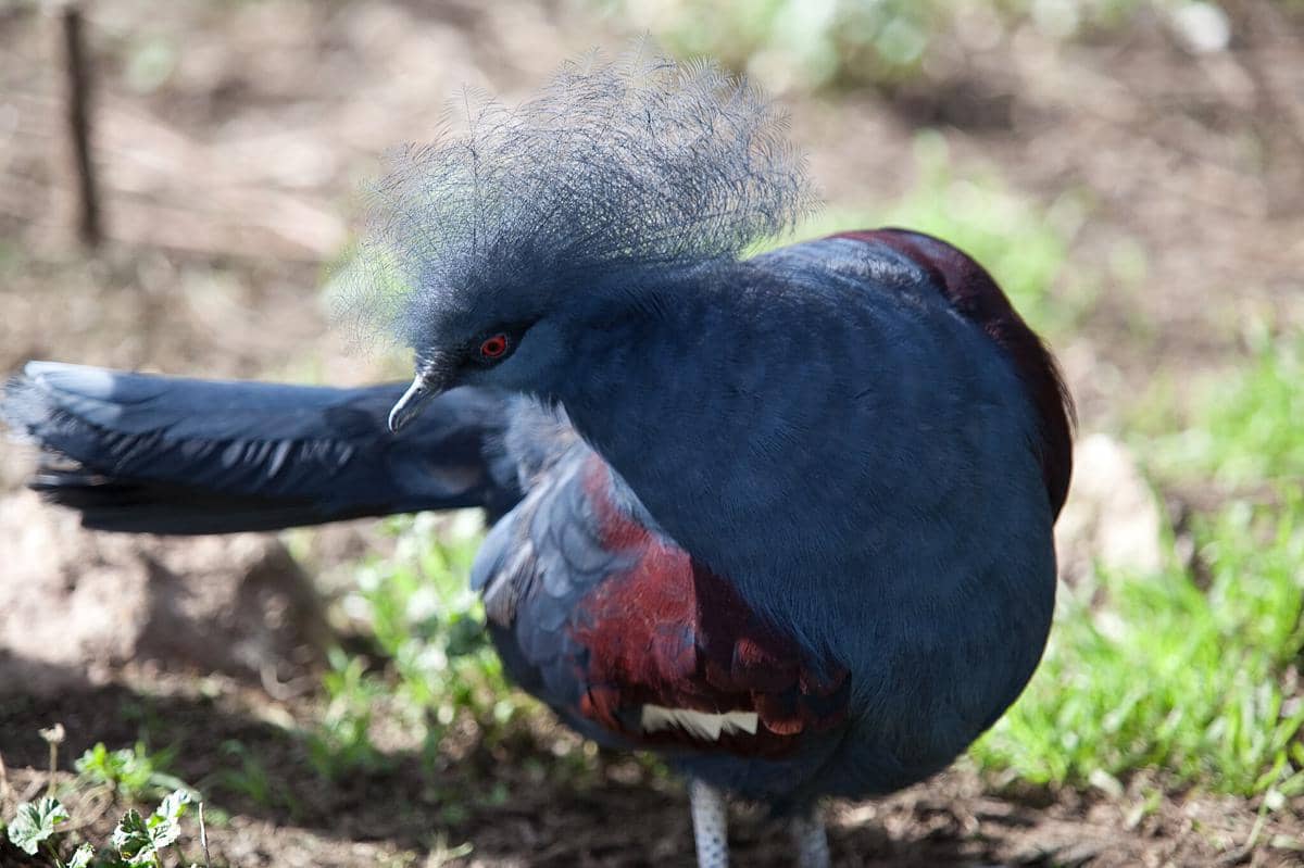 Burung Mambruk Ubiaat 