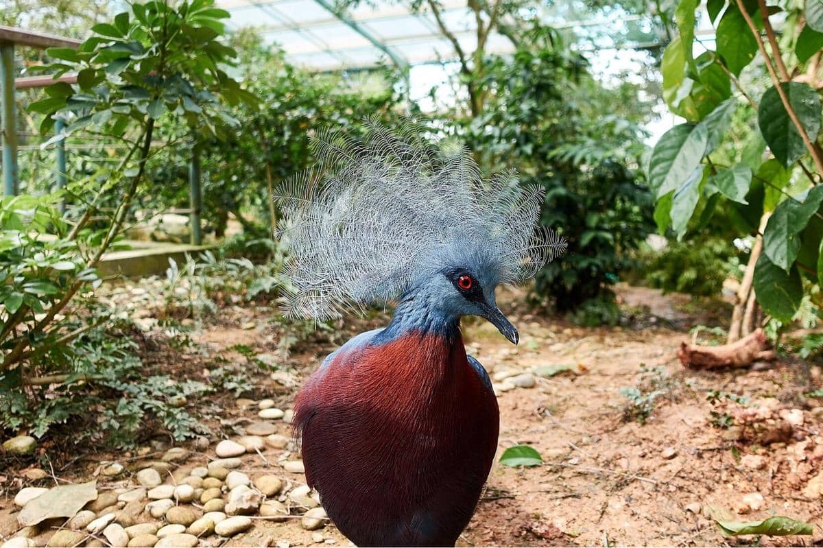 Burung Mambruk Ubiaat 