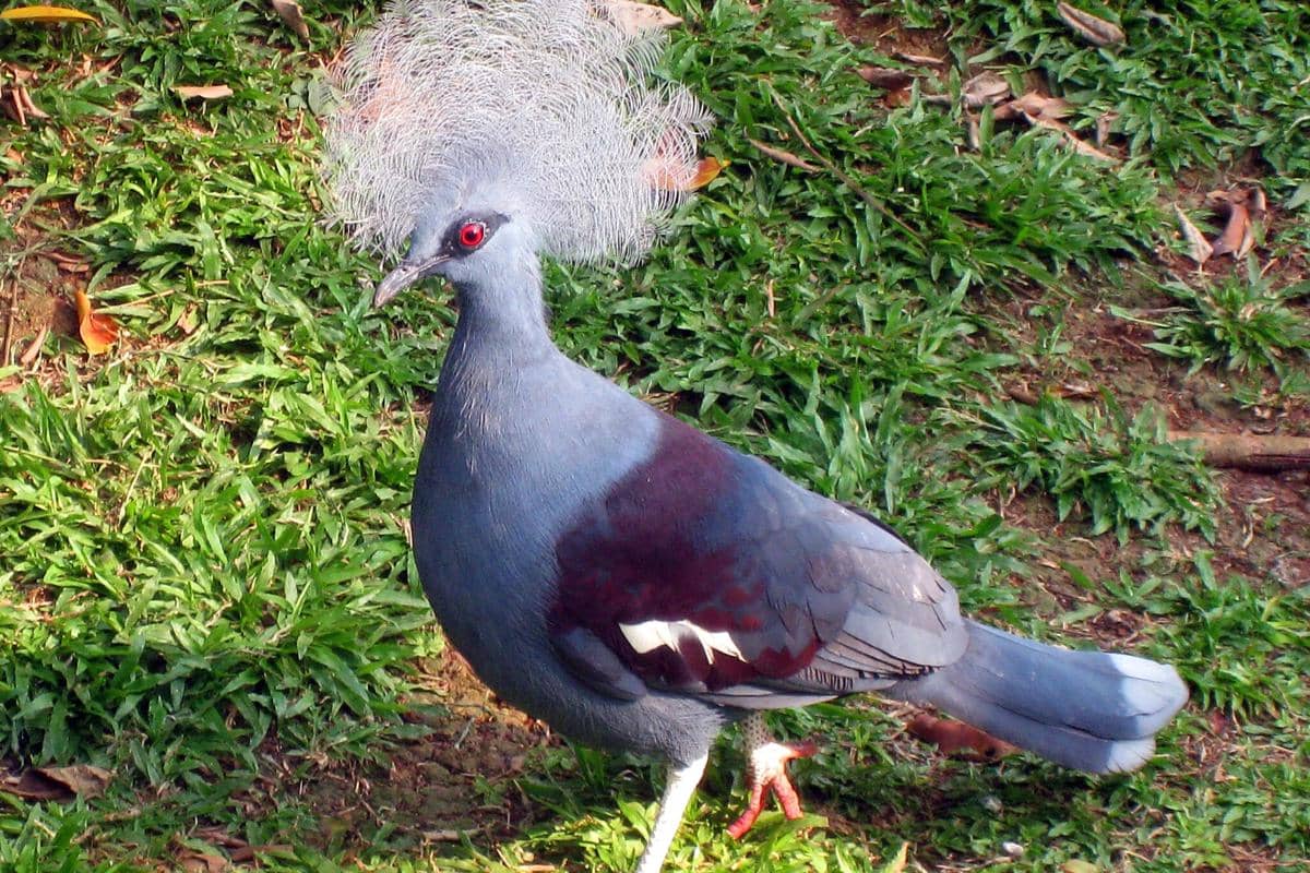 Burung Mambruk Ubiaat 