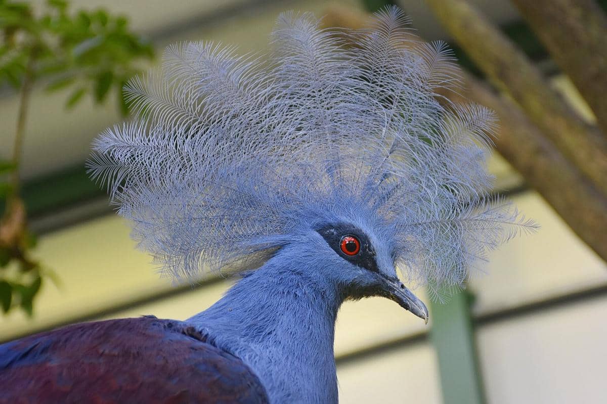 Burung Mambruk Ubiaat 