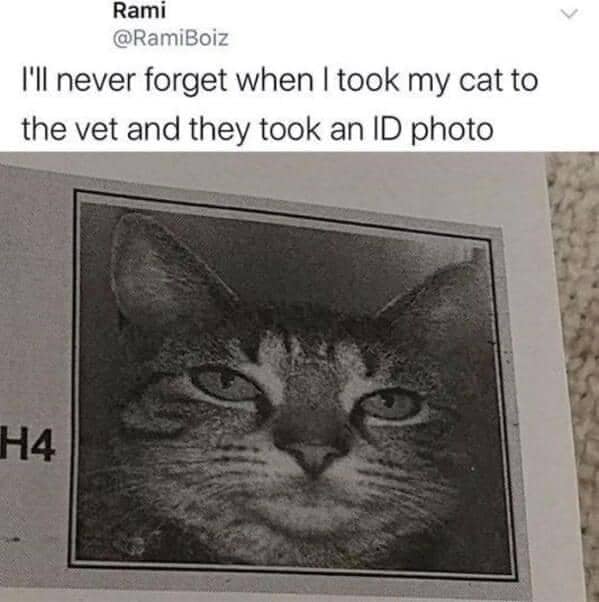 meme kucing dibawa ke dokter hewan