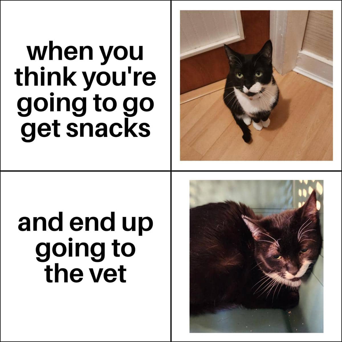 meme kucing dibawa ke dokter hewan