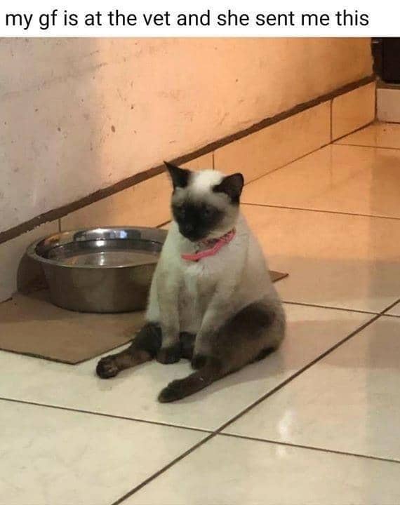 meme kucing dibawa ke dokter hewan