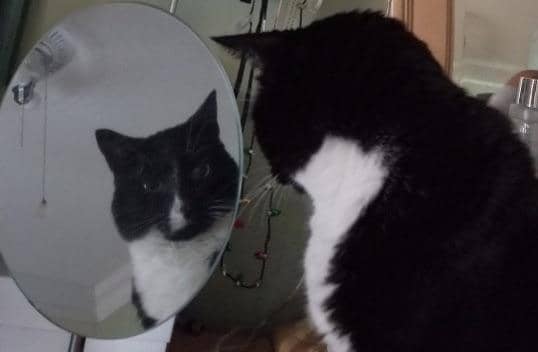 meme kucing berkaca diri