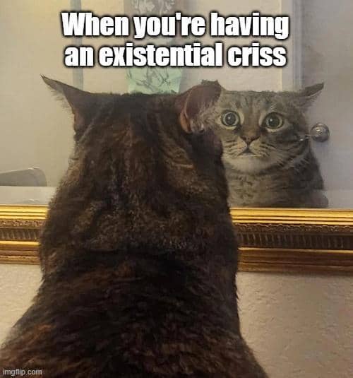 meme kucing berkaca diri