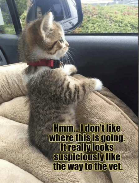 meme kucing dibawa ke dokter hewan