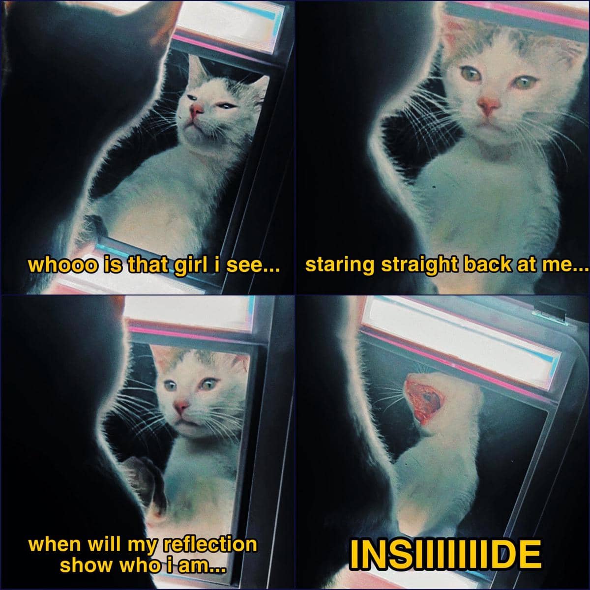 meme kucing berkaca diri