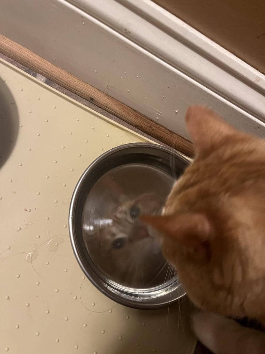 meme kucing berkaca diri