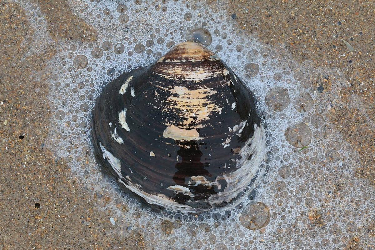 potrert kerang Islandia (commons.wikimedia.org/S. Rae)