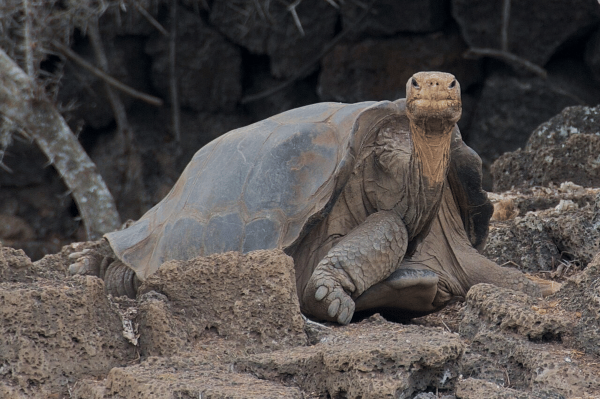 5 Reptil Terlangka di Dunia, Hanya Tersisa 100 Ekor di Alam
