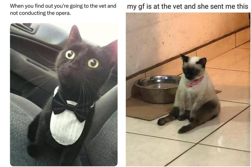 kolase meme kucing dibawa ke dokter hewan