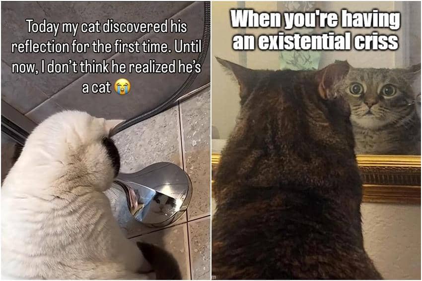 kolase meme kucing berkaca diri