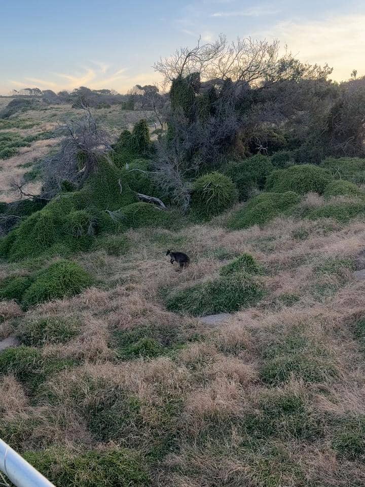 Febby Rastanty berwisata ke Phillip Island