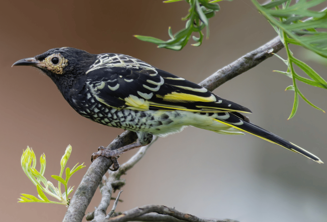 burung regent honeyeater