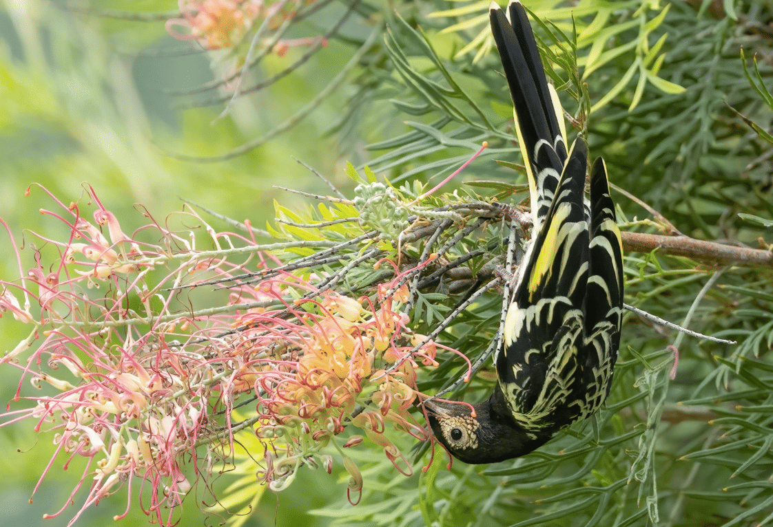 burung regent honeyeater