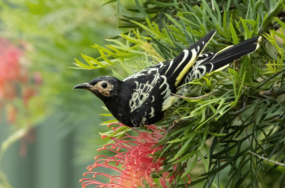 burung regent honeyeater 