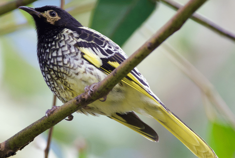 burung regent honeyeater 
