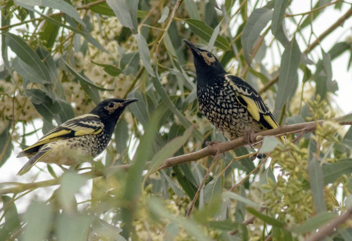 burung regent honeyeater 