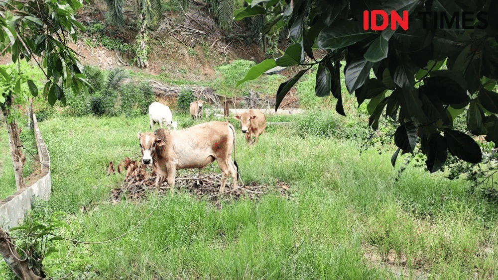 Sapi yang diserahkan ke kelompok tani di Desa Hambalan, Kabupaten Langkat (IDN Times/ Bambang Suhandoko)
