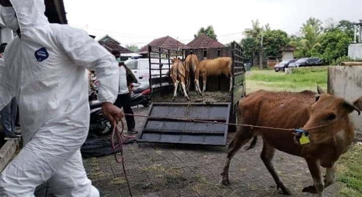 Virus LSD Pertama di Bali Serang Sapi di Jembrana, 5 Ekor Dipotong