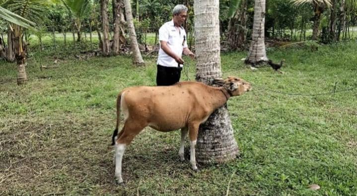 Virus LSD Pertama di Bali Serang Sapi di Jembrana, 5 Ekor Dipotong