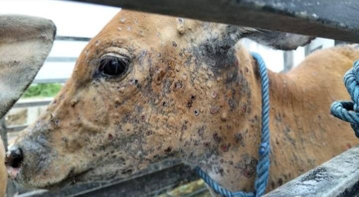 Virus LSD Pertama di Bali Serang Sapi di Jembrana, 5 Ekor Dipotong