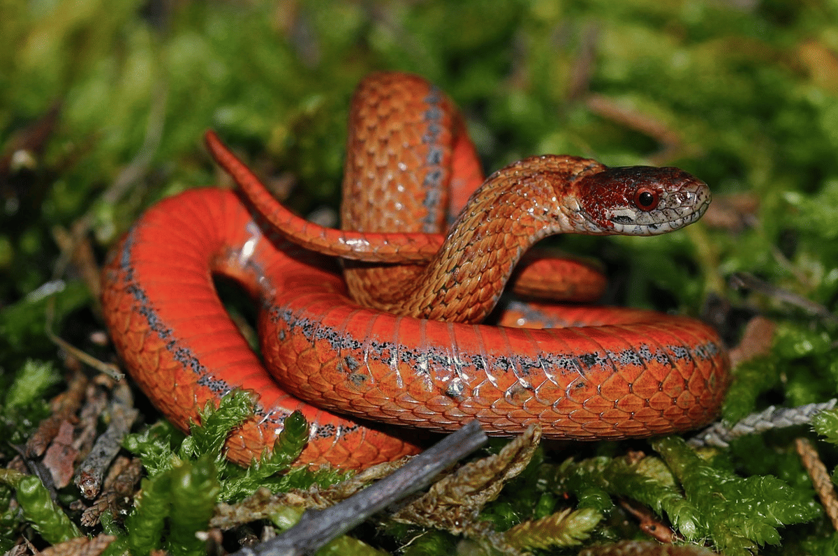 5 Fakta Unik Ular Perut Merah, Beradaptasi Untuk Memangsa Keong