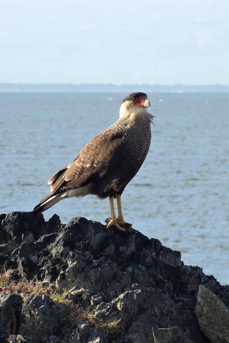 Potret karakara berjambul