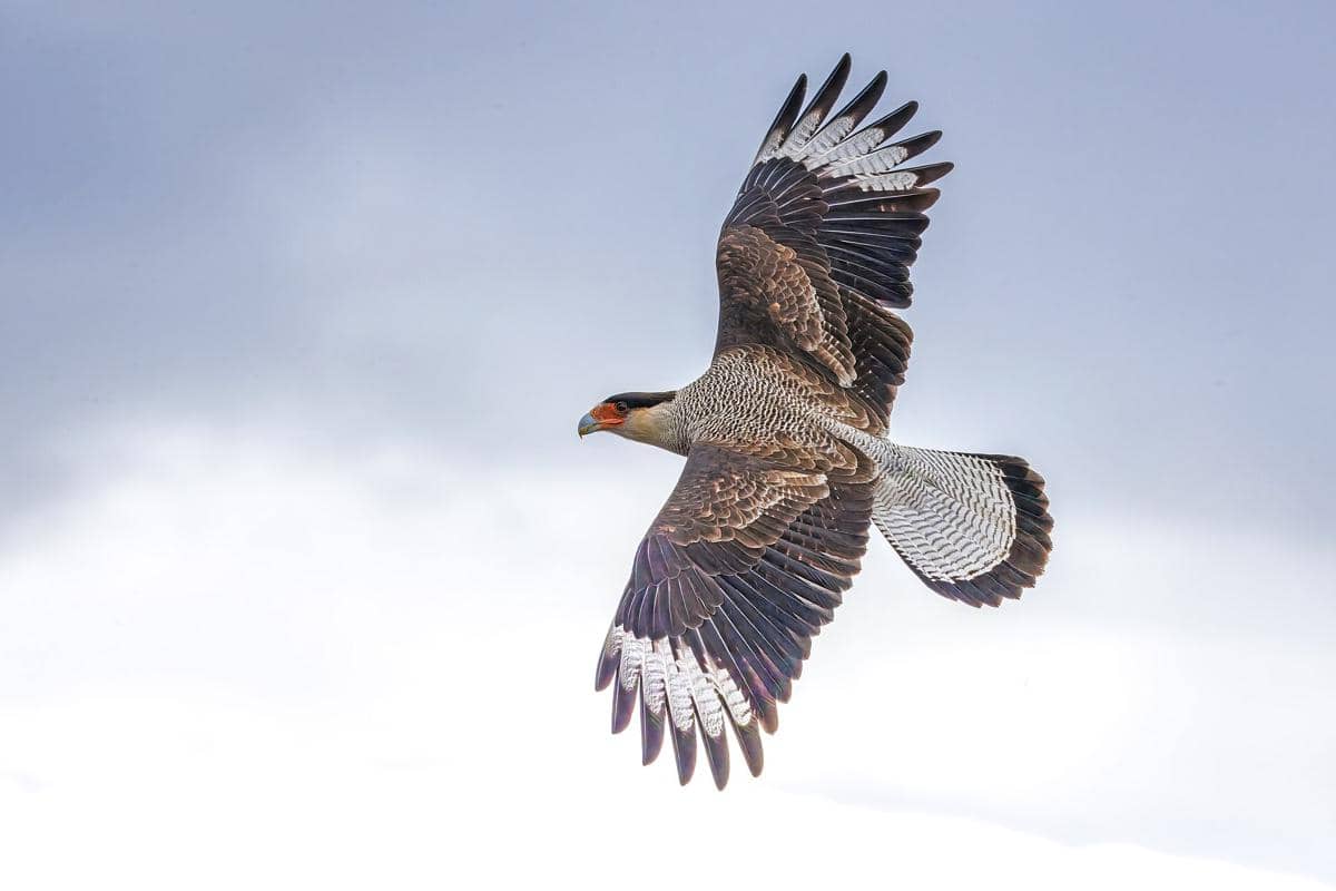 Potret karakara berjambul