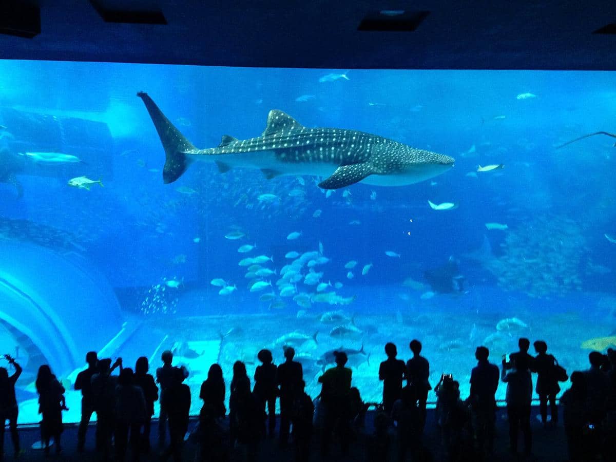 potret Okinawa Churaumi Aquarium