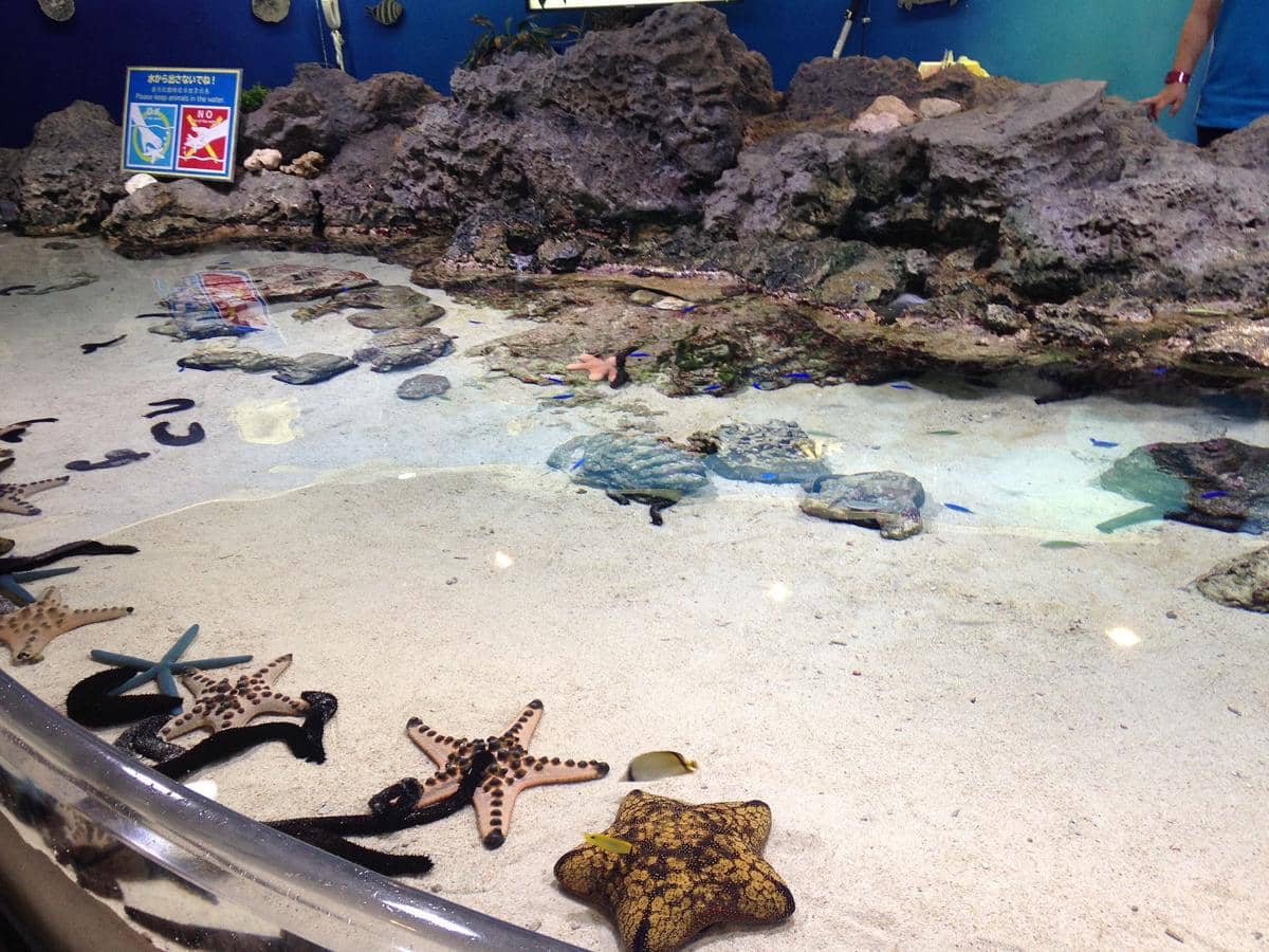 potret Okinawa Churaumi Aquarium