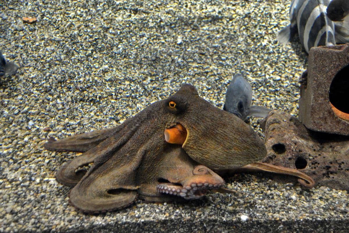 potret Osaka Aquarium Kaiyukan