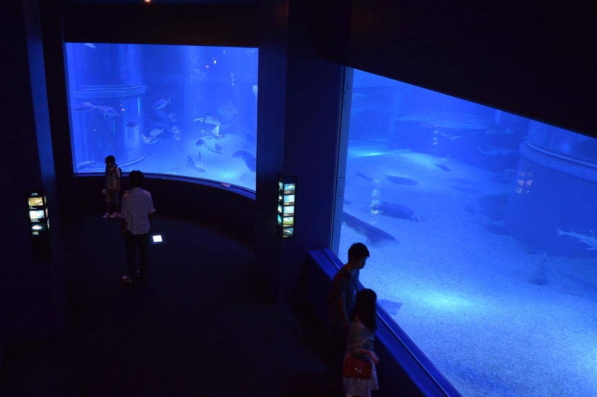 potret Osaka Aquarium Kaiyukan