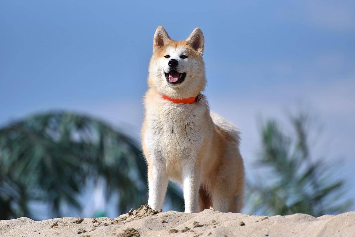 anjing