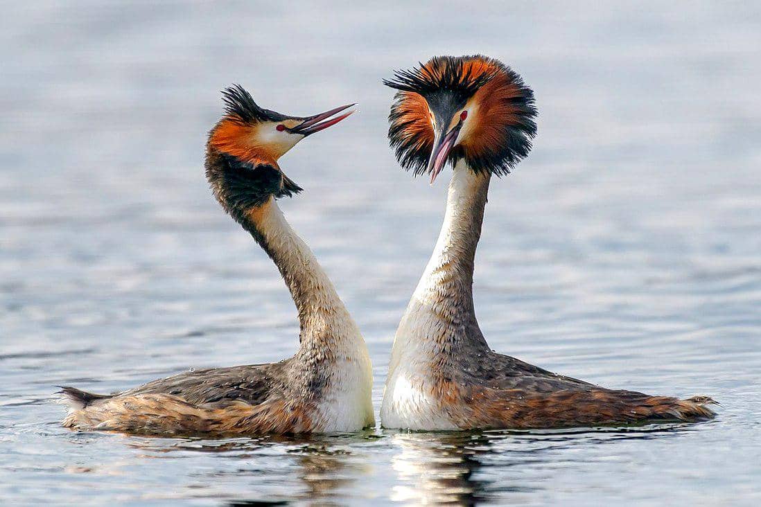 sepasang titihan jambul dalam penampilan kawinnya