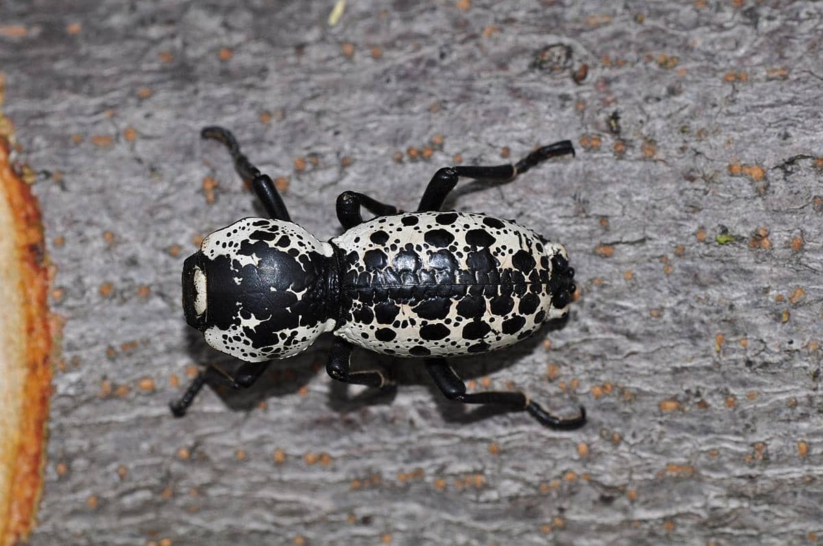 kumbang lapis baja texas