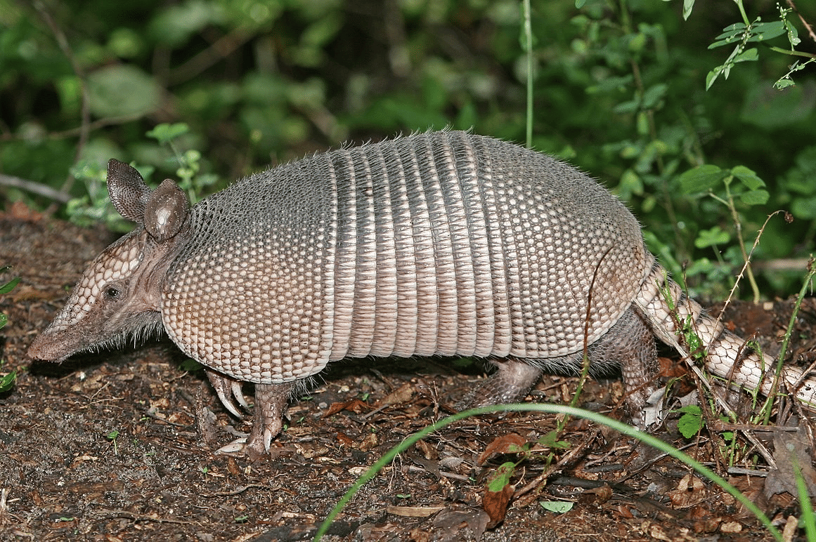 armadilo